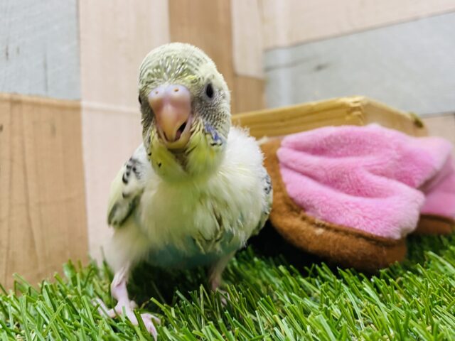 大人気の子がやって来ました〜‼️元気ハツラツ💪セキセイインコ（4色ハルクイン）