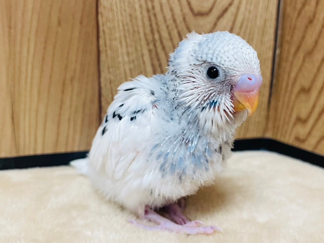 大人っぽカラーにベビーフェイスのギャップ萌え♡セキセイインコ(グレーパイド) ヒナ