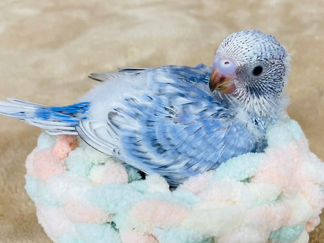 コロンっとふわっとわた毛ちゃん♡セキセイインコ(スパングル) ヒナ