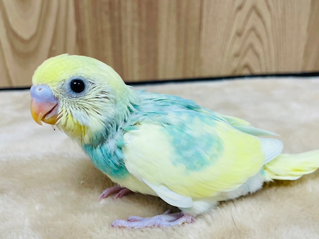 お花畑に迷い込んだ美しカラー🌼セキセイインコ(パステルカラーレインボーパイド) ヒナ