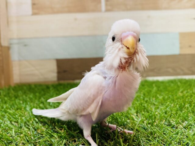 淡い紫が美しい✨元気いっぱいなセキセイインコ（ライラック）💜