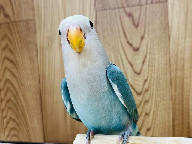 【動画更新🪄ひとり餌になりました！】愛されフォルムでメロメロ攻撃‪☆コザクラインコ(ブルーチェリーパイド) ヒナ