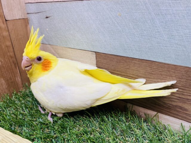 明るく照らすよ〜🔆チークが濃いめのオカメインコルチノー‼️