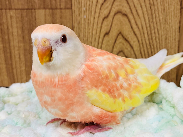 【最新画像更新🪄】魅力溢れるピーチカラー🩷アキクサインコ(ルビノー) ヒナ
