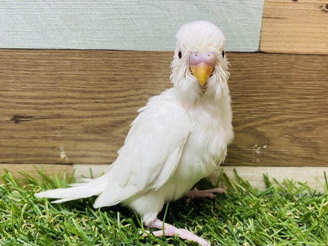おすまし顔が得意です〜😏✨真っ白なセキセイインコ（アルビノ）❤️