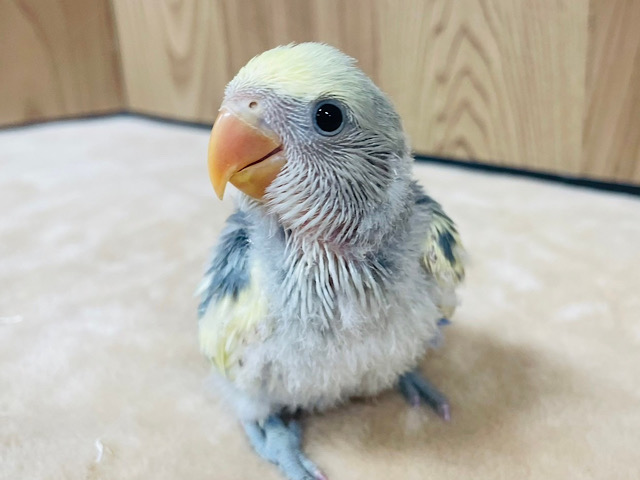 わた毛の天使がやってきた♪コザクラインコ(バイオレットパイド) ヒナ