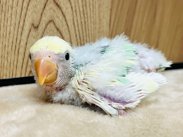 ふわふわ♡甘々♡わたあめちゃん♡コザクラインコ(ブルーチェリーパイド) ヒナ