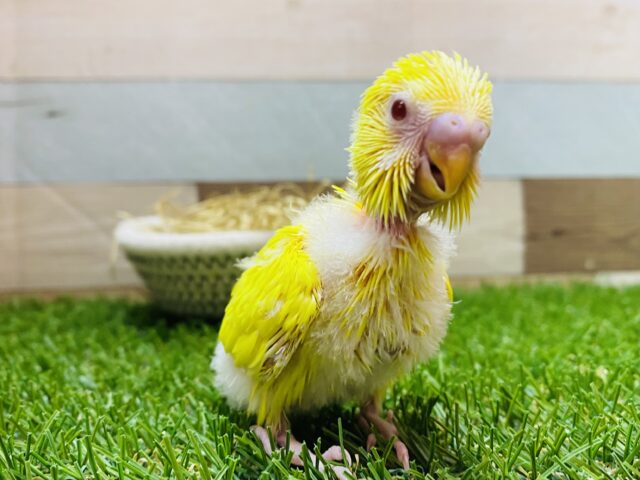 ぴよぴよ〜ひよこじゃないよ❗️真っ黄色なセキセイインコです💛（ルチノー）