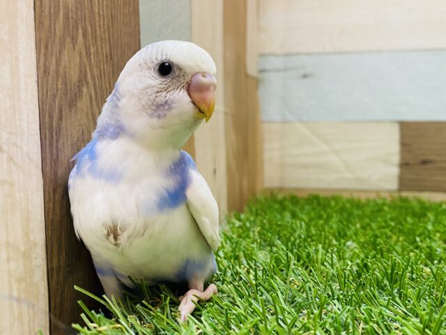 私だけの特別な模様だもん😎❗️ぱっちりおめめが可愛らしいセキセイインコ（パイド）🤍
