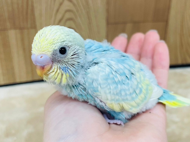 しゅわしゅわ弾ける🫧ソーダみたい♪セキセイインコ(パステルレインボースパングル) ヒナ