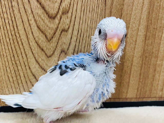 アヒルじゃないよ🪿ヒナちゃんだよ♡セキセイインコ(パイド) ヒナ