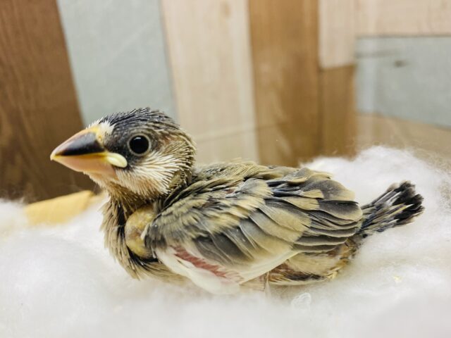 まん丸おめめでキュートな桜文鳥さんがやって来ました‼️