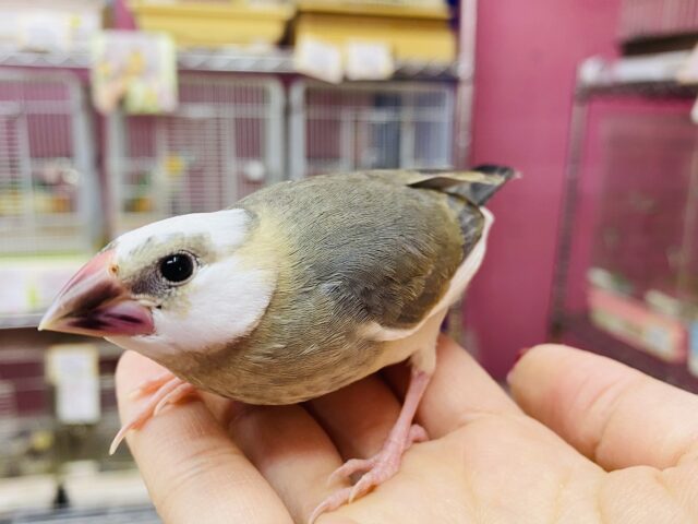 頭の白が多めのチャームポイント🎵よく馴れてくれそうな桜文鳥🌸