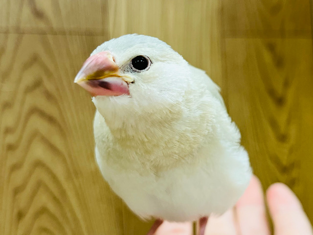 春の訪れ🌸柔らかいカラーに包まれて🫧色変わり文鳥 ヒナ
