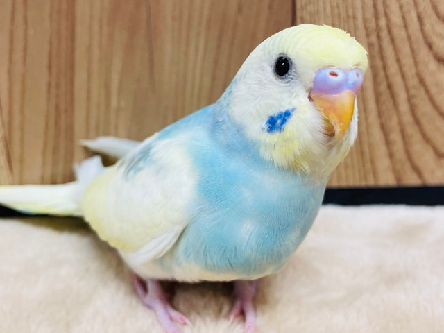 あたりをキョロキョロ👀クリームソーダ🩵セキセイインコ(パステルレインボーパイド) ヒナ
