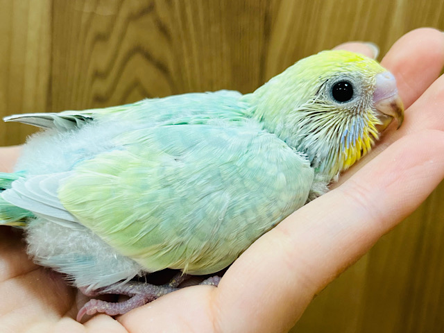 ポップキャンディー🍬セキセイインコ(パステルカラーレインボー) ヒナ