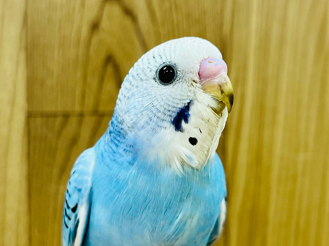 【最新画像更新🪄】猪突猛進！？アピール力なら負けませんっっ！セキセイインコ(オパーリン) ヒナ