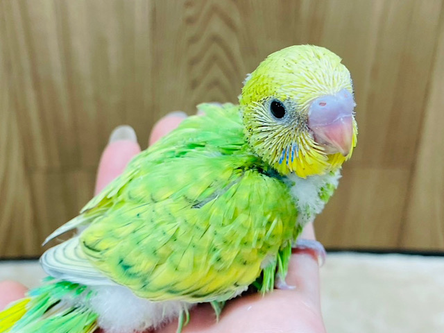 菜の花畑の妖精さん🧚‍♂️セキセイインコ(スパングル) ヒナ