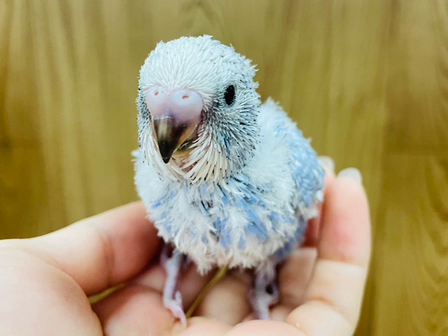 わくわく♪あっちもこっちも気になるなっ◎セキセイインコ(スパングル) ヒナ