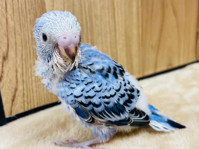 冒険だいすき！！！セキセイインコ(オパーリン) ヒナ