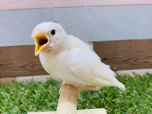最新画像有り⭐️文鳥と言えば私でしょ〜🤍定番人気No.1👑白文鳥❗️