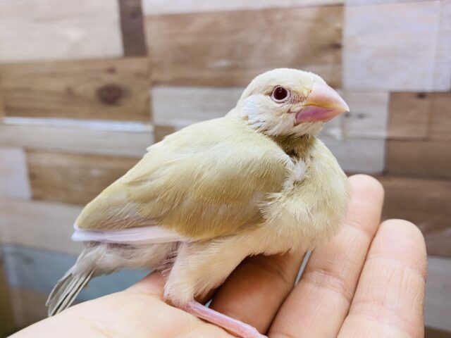 最新画像有り‼️ヒナだけどドスっと構えるよ〜🔥淡いカラーが人気なんです！シナモン文鳥🤎