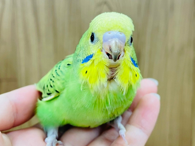 【最新画像更新🪄】うるうるおめめに胸きゅんっ♡♡セキセイインコ(オパーリン) ヒナ