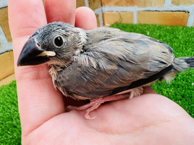 桜の季節が待ち遠しい🌸桜文鳥の雛入舎です
