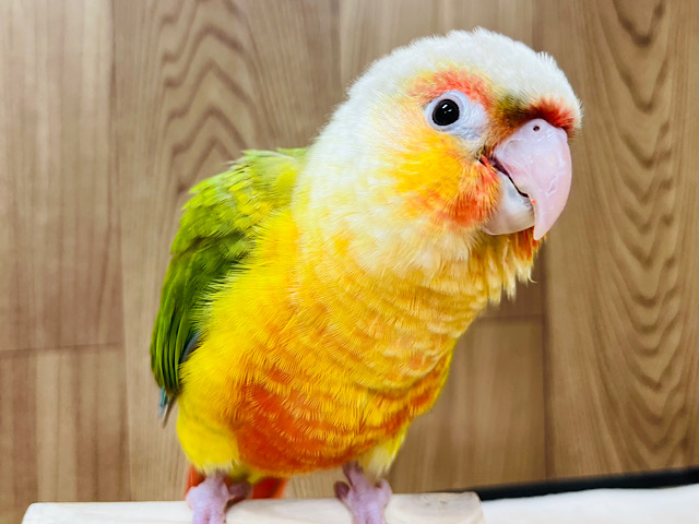 【最新画像・動画更新🪄】情熱的♡派手派手カラー🍍❤️ウロコインコ(レッドパイナップル) ヒナ