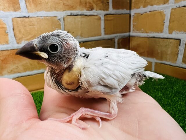 美しく変身するよ！シルバー文鳥の雛〜♡