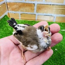 元気いっぱい！十姉妹の雛です〜☆