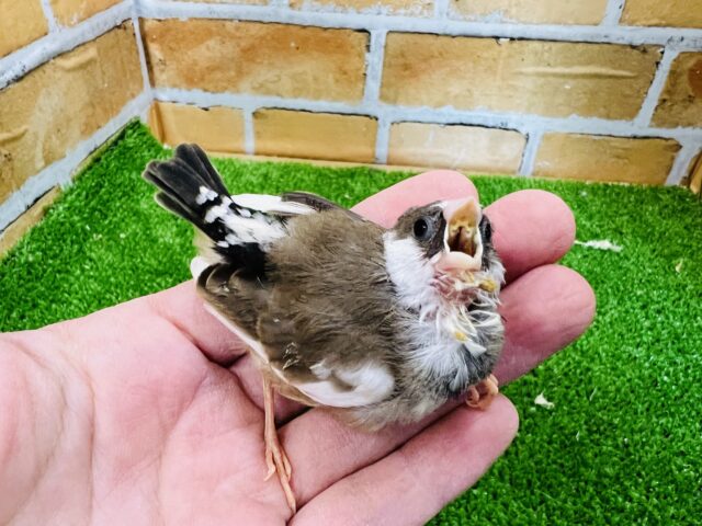 元気いっぱい！十姉妹の雛です〜☆