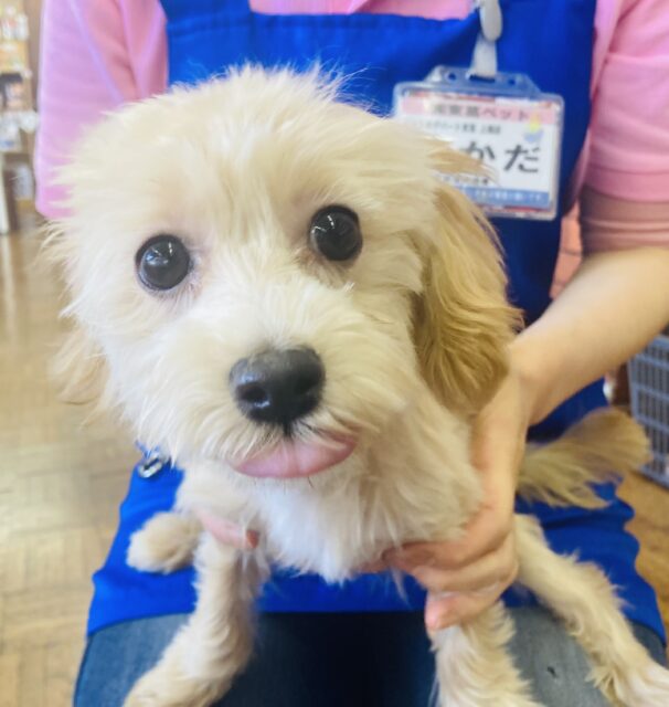 最新画像🌟元気モリモリ愛嬌たっぷり🧸💛大人気のマルプーくんが入舎です🌟♂