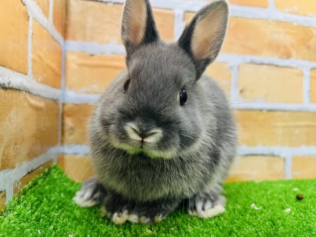 画像更新☆濃くてキュート♡！ネザーランドドワーフラビット（ブルーマーチン）の女の子♡