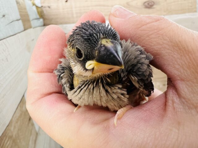動画あり☆　ちびっこ♡差し色ありの桜文鳥の雛☆