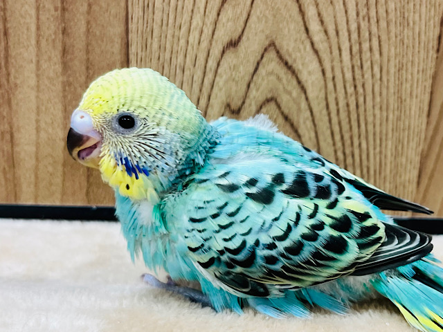 トロピカル🍹な気分‪☆セキセイインコ(エメラルドグリーンオパーリン) ヒナ