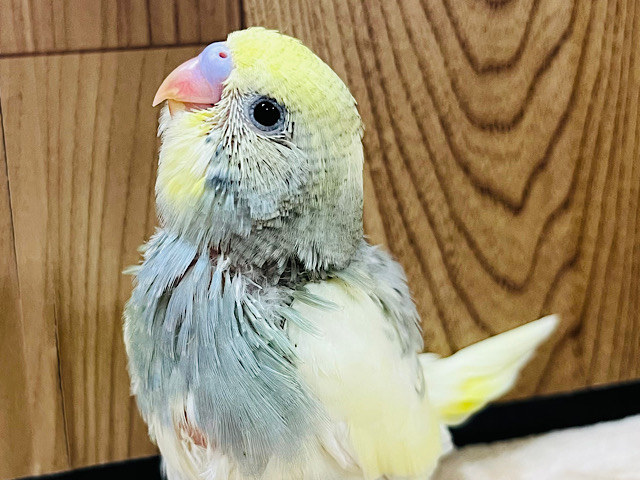 オイラも大きくなれるかなっ♪セキセイインコ(パイド) ヒナ