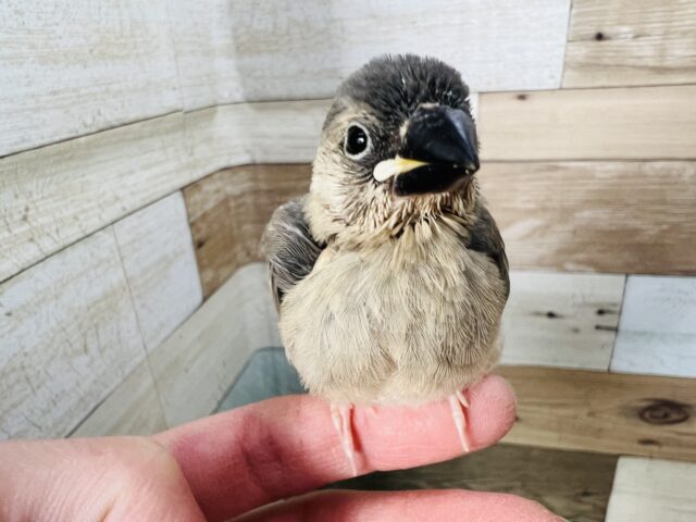 あどけなさがまだまだあるよ♡桜文鳥の雛♡