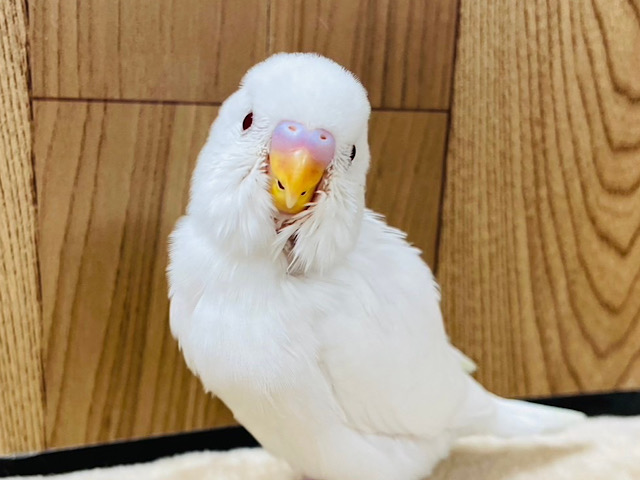食いしん坊♡ヒナ鳴きがとまらない♡セキセイインコ(アルビノ) ヒナ