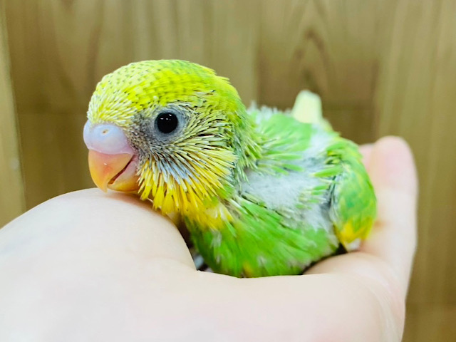 上目遣いにメロメロ♡セキセイインコ(スパングルパイド) ヒナ