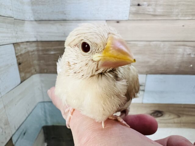 きれーいなベージュでおしとやか？シナモン文鳥☆