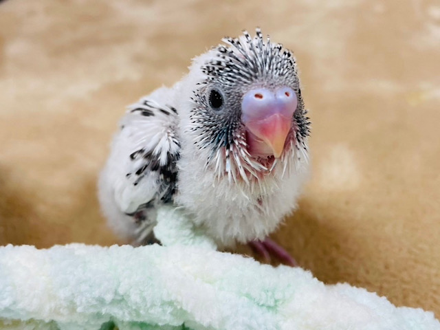 ベイビーフェイスのごま塩たん🍼♡セキセイインコ(ハルクイン) ヒナ