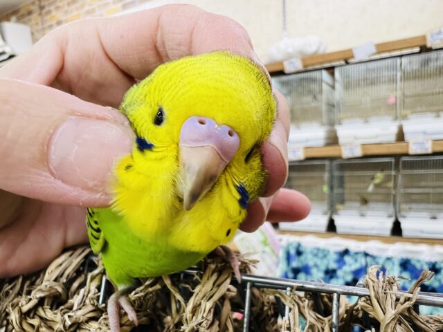 愛嬌たっぷり♡セキセイインコ（グリーンオパーリン）