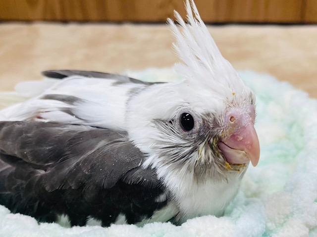 悩殺っっっ‪☆‪☆ベイビーフェイスにメロメロ♡オカメインコ(ホワイトフェイスパイド) ヒナ
