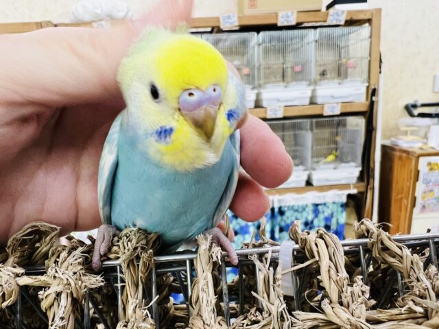 画像更新☆頭黄色💛セキセイインコのヒナ(パステルレインボー)入荷しました❤