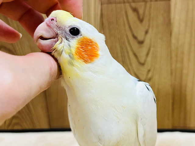 【最新画像更新🪄】白多め◎うるうるおめめのかわい子ちゃん♡♡オカメインコ(パイド) ヒナ