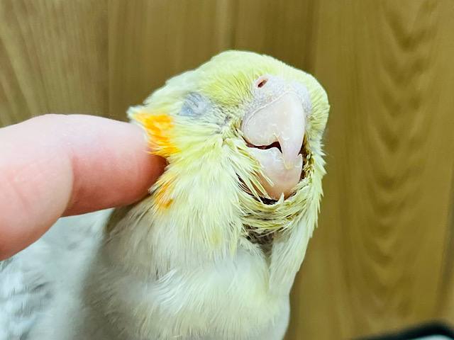 【最新画像更新🪄】おっとり♪柔らかいカラーが癒されます🫧オカメインコ(シナモン) ヒナ