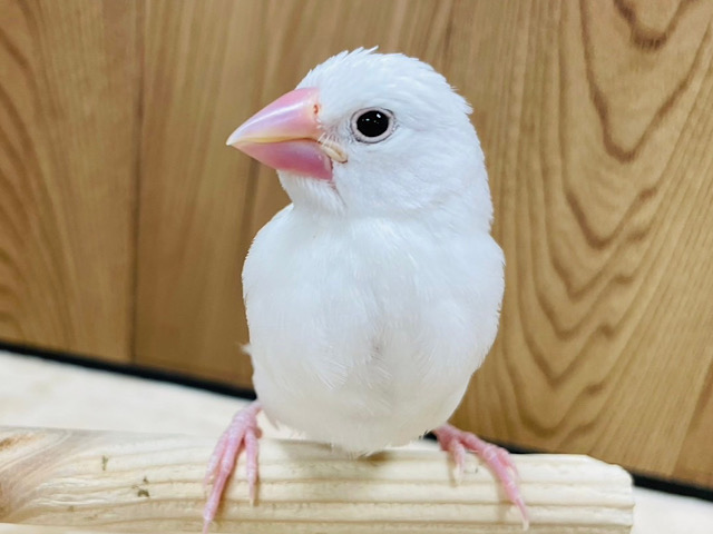【最新画像更新🪄】似たものコンビの登場です‪☆白文鳥 ヒナ