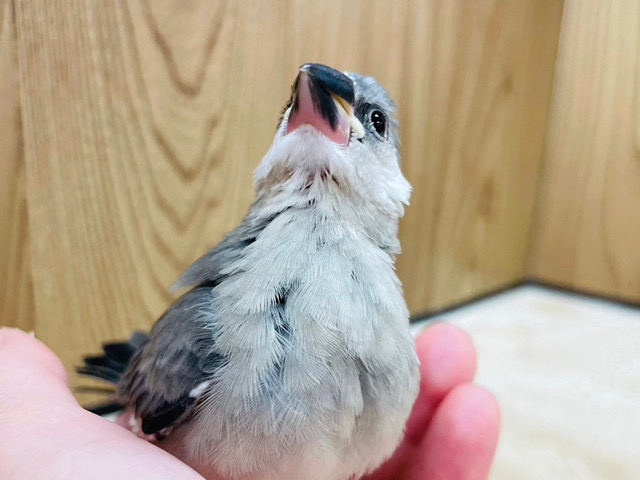【最新画像更新🪄】オイラ食いしん坊！！たくさん食べるゾ‪☆桜文鳥 ヒナ