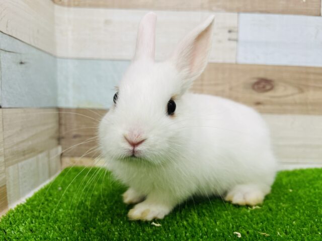 少女漫画に出てきそうな美少女♡ブラウンアイラインのドワーフホト♡